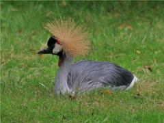 101PARC AUX OISEAUX DANS L AIN 2016 3_000005